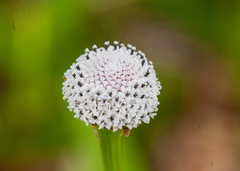 Spilanthes urens