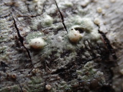 Pertusaria leioplaca