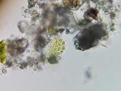 Pseudopediastrum