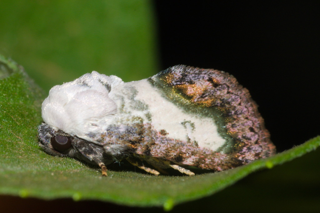 Acontia ruffinellii