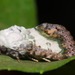 Acontia ruffinellii - Photo no rights reserved, uploaded by Fernando Sessegolo