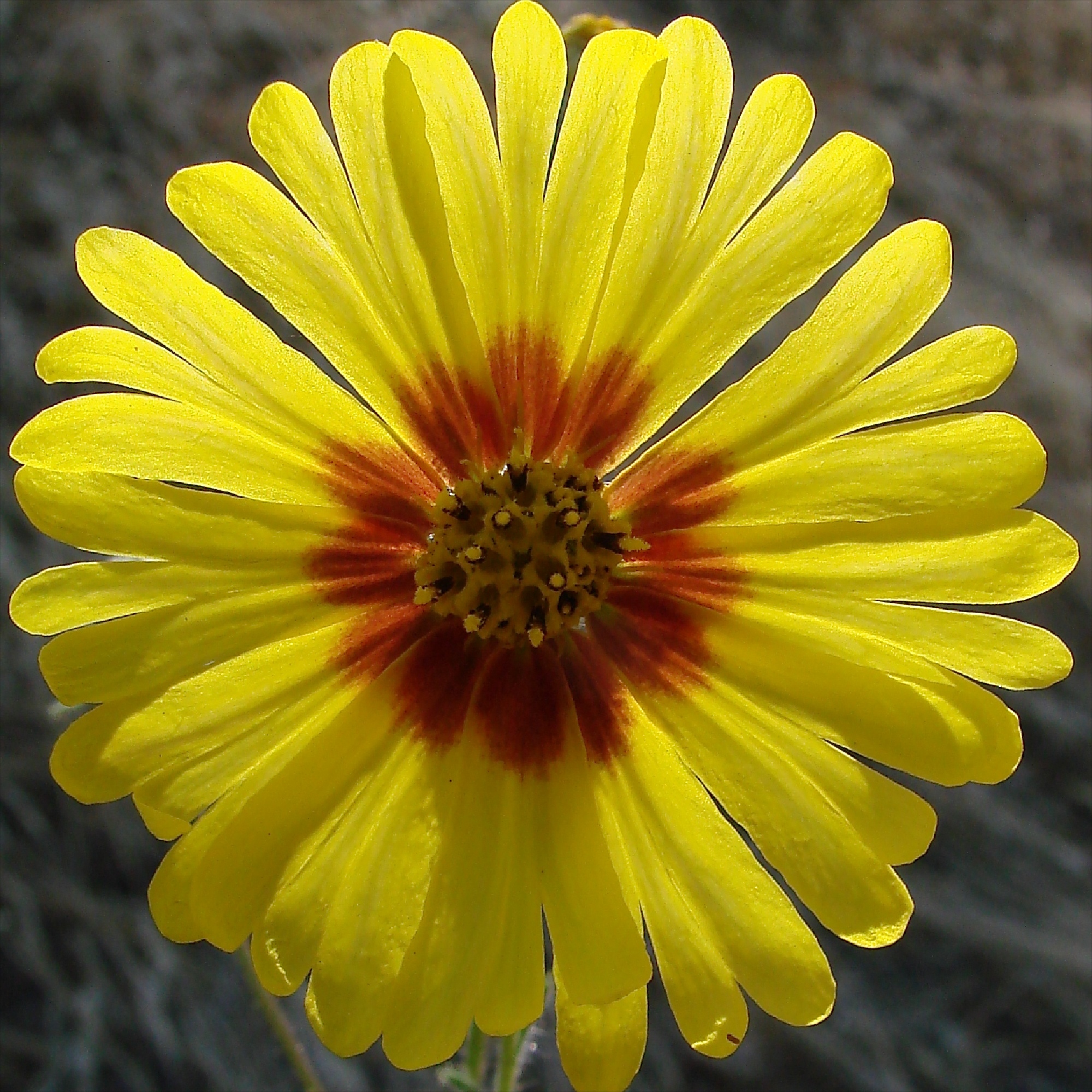 Madia elegans