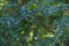 Solanum atropurpureum