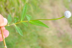 Spilanthes urens