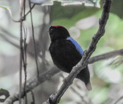 Chiroxiphia pareola