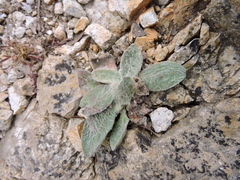 Tradescantia sillamontana
