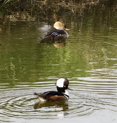 Lophodytes cucullatus