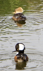 Lophodytes cucullatus