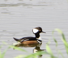 Lophodytes cucullatus