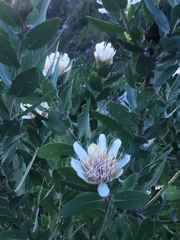 Protea lacticolor