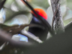 Ceratopipra rubrocapilla