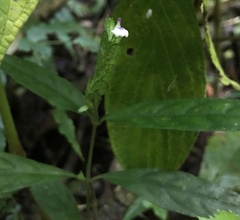 Justicia candelariae