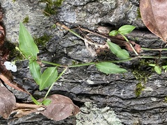 Aneilema biflorum