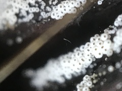 Henningsomyces candidus