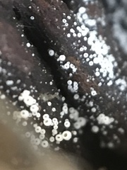 Henningsomyces candidus