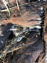 Henningsomyces candidus