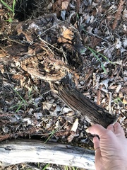 Henningsomyces candidus