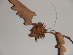 Andricus dentimitratus