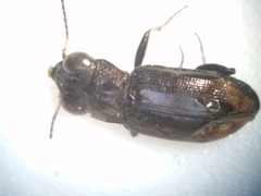 Notiophilus sylvaticus