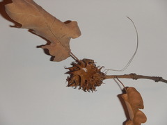 Andricus dentimitratus