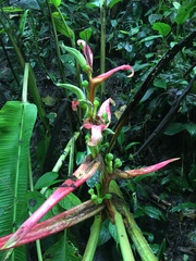 Heliconia aemygdiana