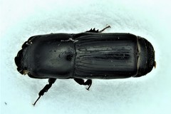 Platysoma attenuatum