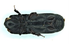 Platysoma attenuatum