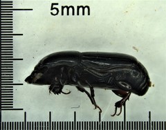 Platysoma attenuatum