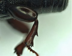 Platysoma attenuatum