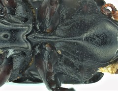 Platysoma attenuatum