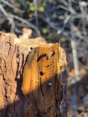 Platysoma attenuatum