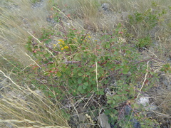 Amelanchier utahensis utahensis