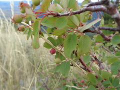 Amelanchier utahensis utahensis