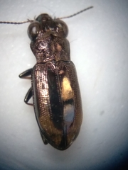 Notiophilus sylvaticus