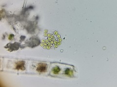Pseudopediastrum integrum