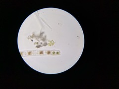 Pseudopediastrum integrum