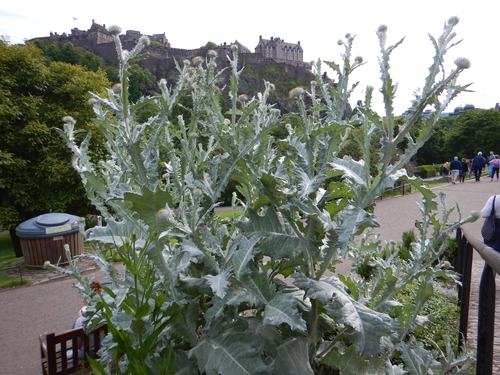 Another photo of Cotton thistle