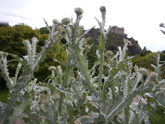 Onopordum acanthium