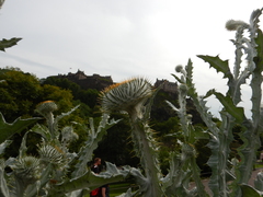 Onopordum acanthium