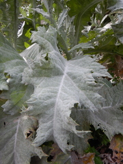 Onopordum acanthium