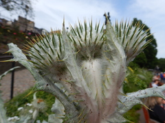 Onopordum acanthium
