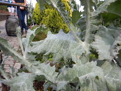 Onopordum acanthium