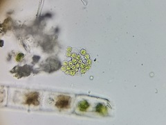 Pseudopediastrum integrum