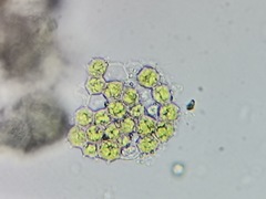 Pseudopediastrum integrum