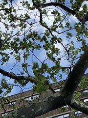 Platanus × hispanica