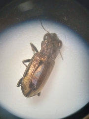 Notiophilus sylvaticus