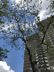 Platanus × hispanica