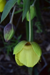 Calochortus monophyllus