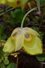 Calochortus monophyllus