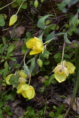 Calochortus monophyllus